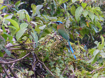 The rare and beautiful mot mot in the tree beside the pool at Casa Bellamar