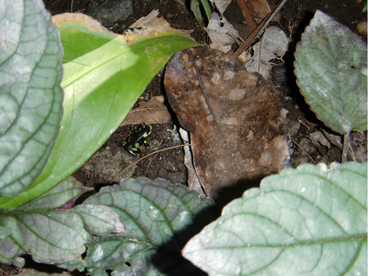 Poison dart frog – don’t pick me up!