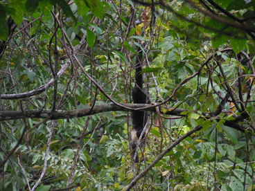 A white faced monkey hanging by its tail to grab a treat.