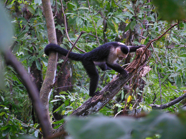 A white faced monkey digging into a rotting tree stump looking for bugs.